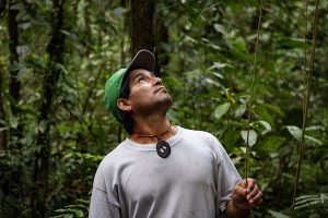A man looking up at a vine in the jungle
