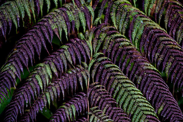 A photo of symmetrical purple and green leaves