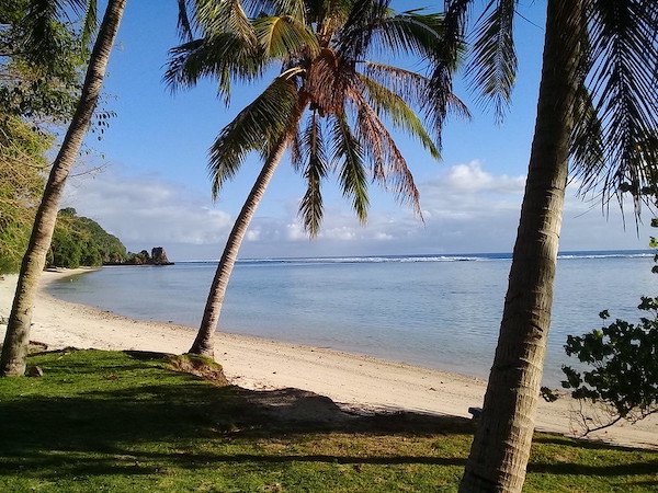 Photo of a beach and palm trees
