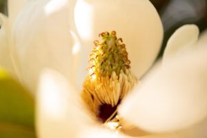 The Southern Magnolias continue to bloom on the Magnolia Quad on Sunday, May 22, 2023.