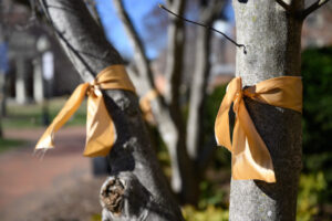 Wake Forest University students tie gold ribbons on trees on Hearn Plaza on Monday, January 29, 2024 in celebration of former Provost Ed Wilson’s 101st birthday which is on Thursday, February 1, 2024.