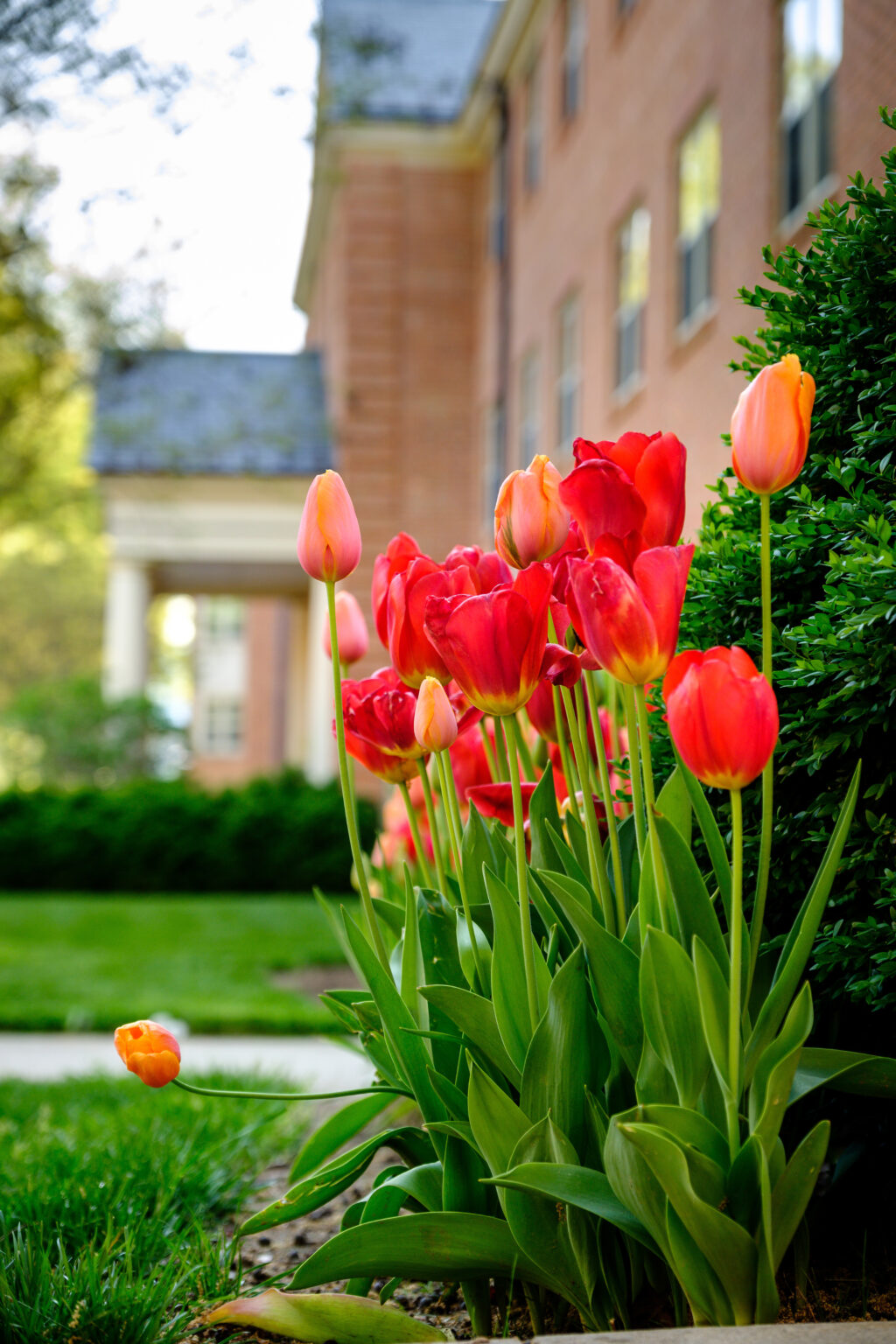 Scholarship Requirements Wake Forest Scholars Office