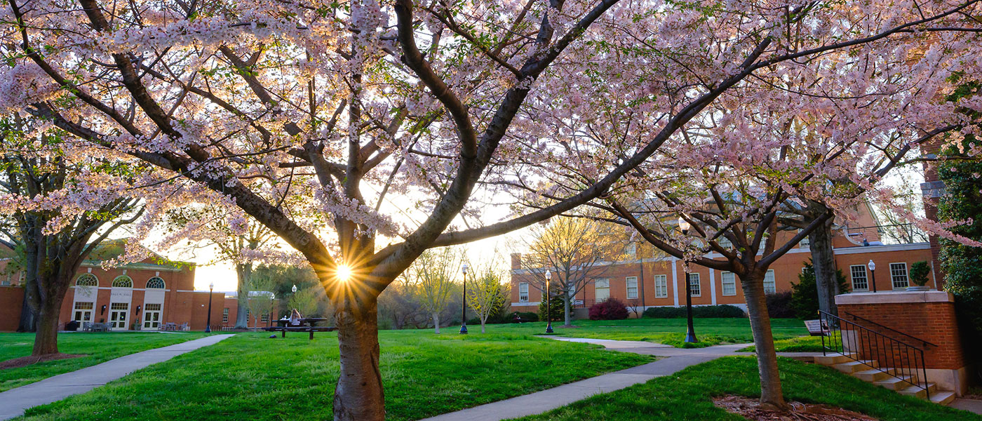 Wake Forest University's campus in the Spring.