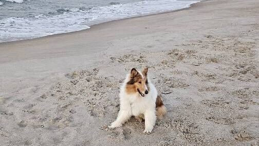 Collie breed dog on the beach.