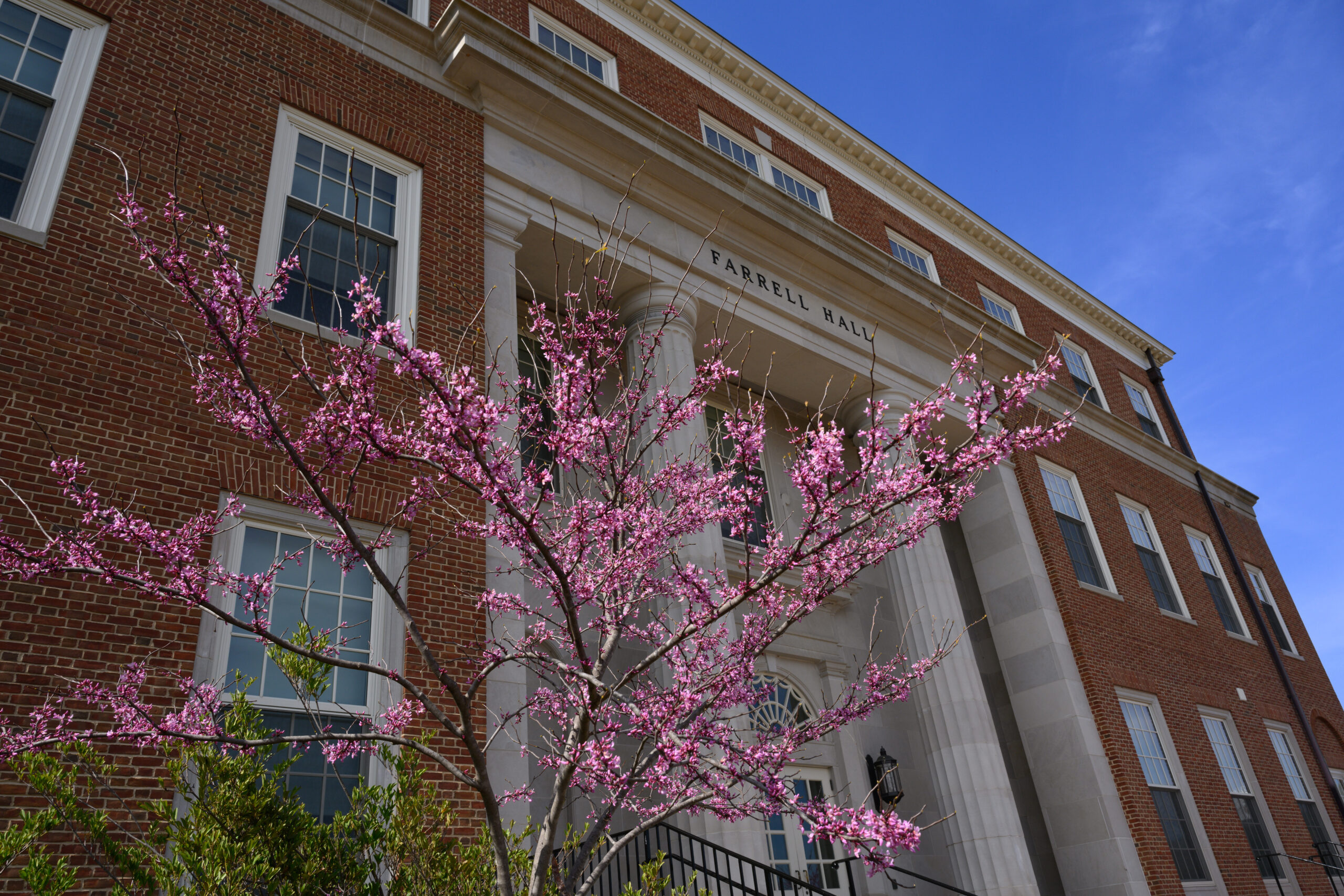 A blooming tree with purple flowers in front of Farrell Hall on the Wake Forest campus.