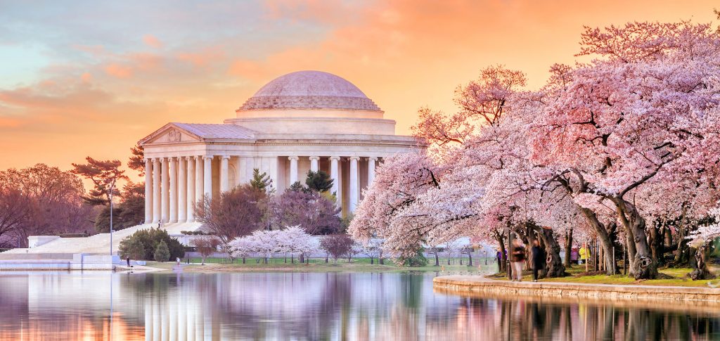 Jefferson Memorial surrounded by DC's famous spring cherry blossoms