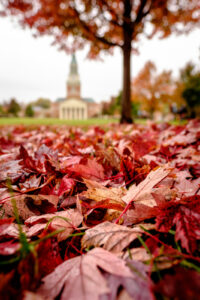 fall leaves on the Quad