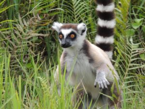 lemurs