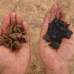 a hand holding brazil nut husks on the left and another holding biochar on the right