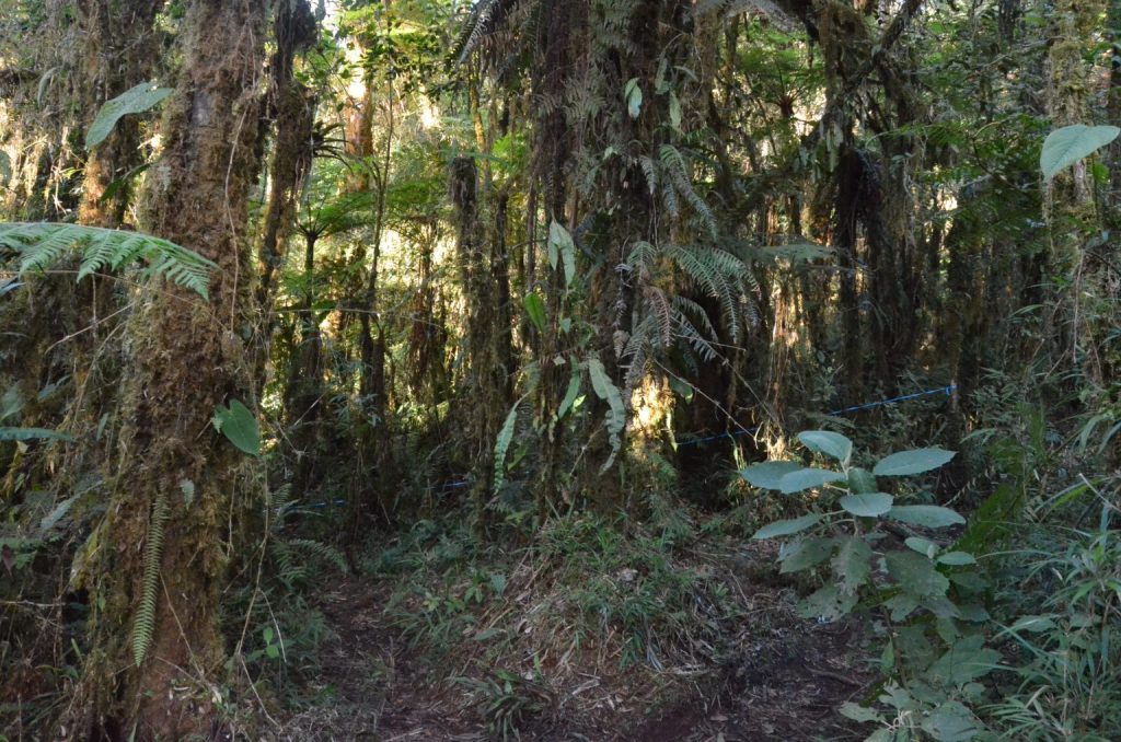 Diverse trees and flora in a rugged patch of the Andes-Amazon