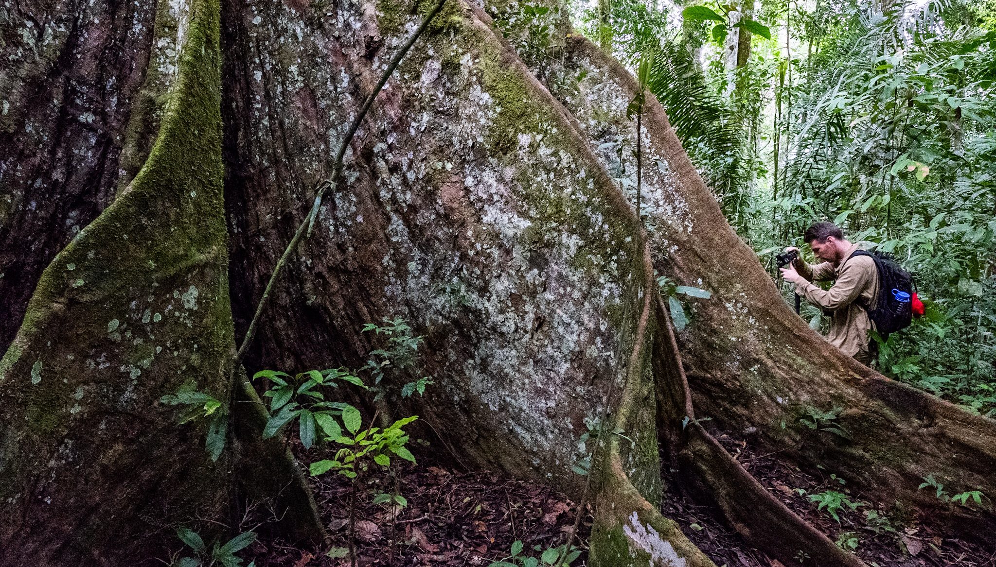 Student at base of massive tree in Amazonian rainforest