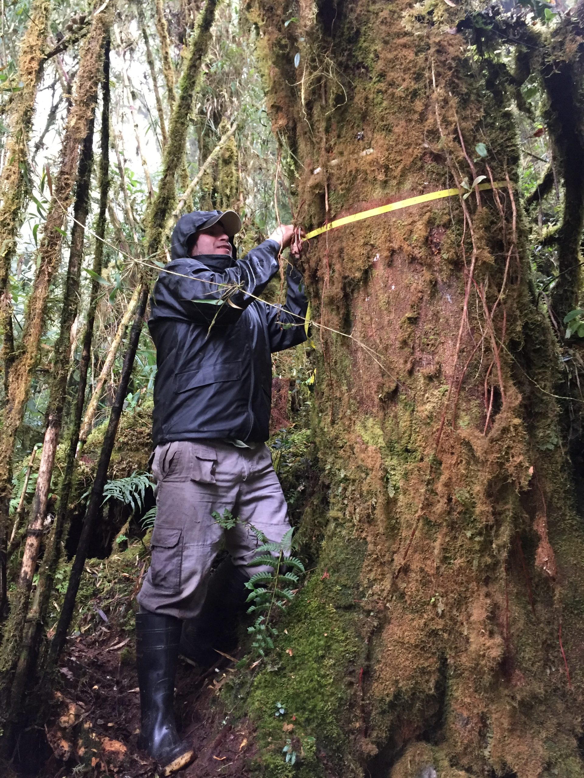 Farfan-Rios measures a tree in the Andes Amazon Forests struggling to adapt to climate change