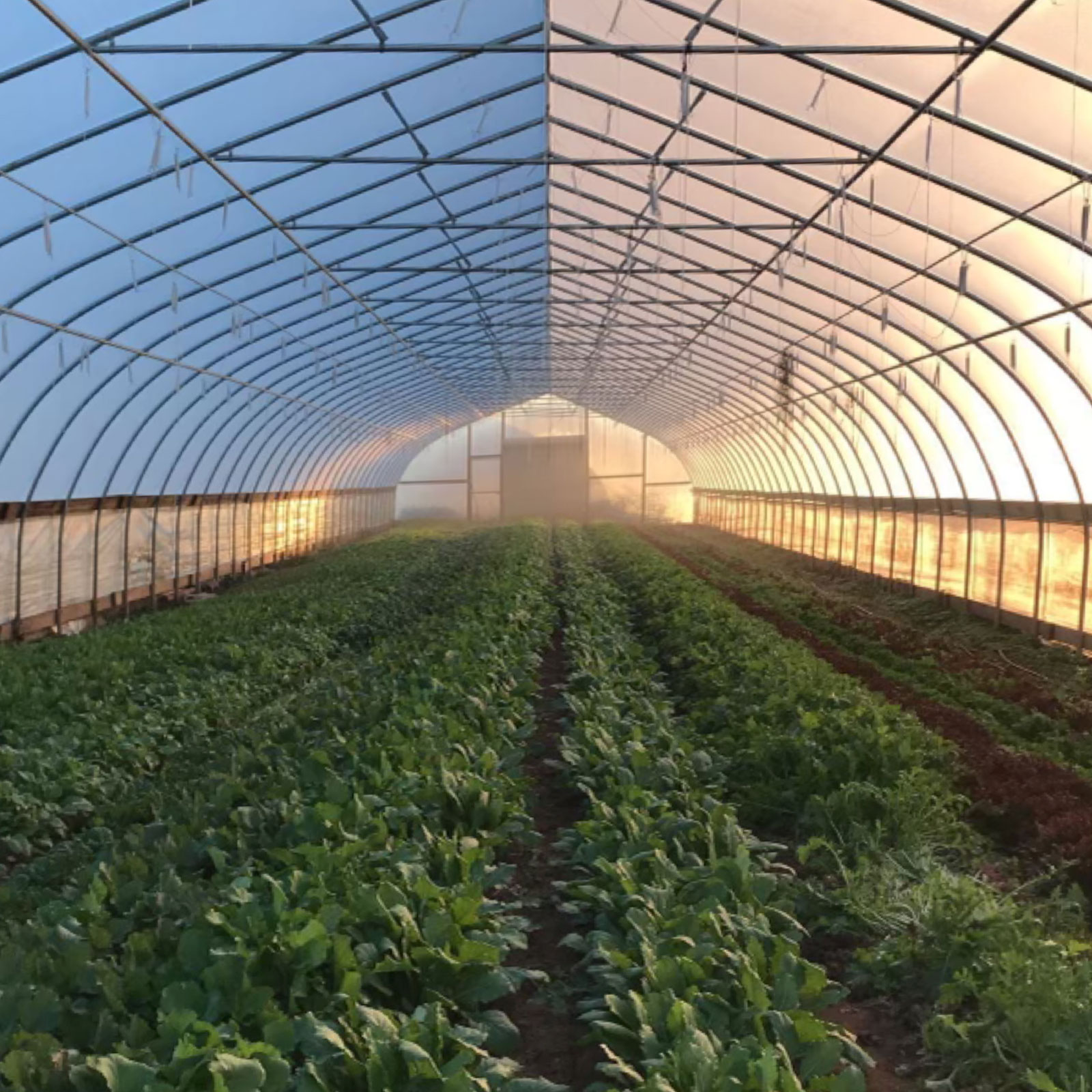 More than Sustainable Agriculture:‍‍ What Sustainability Means to One Farm