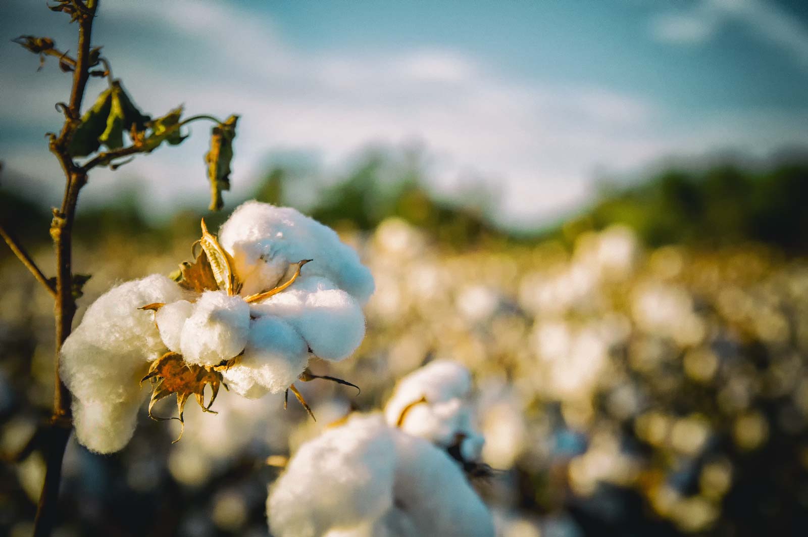 Purpose At Work: How Wrangler is Creating the Next Generation of Sustainable Fashion