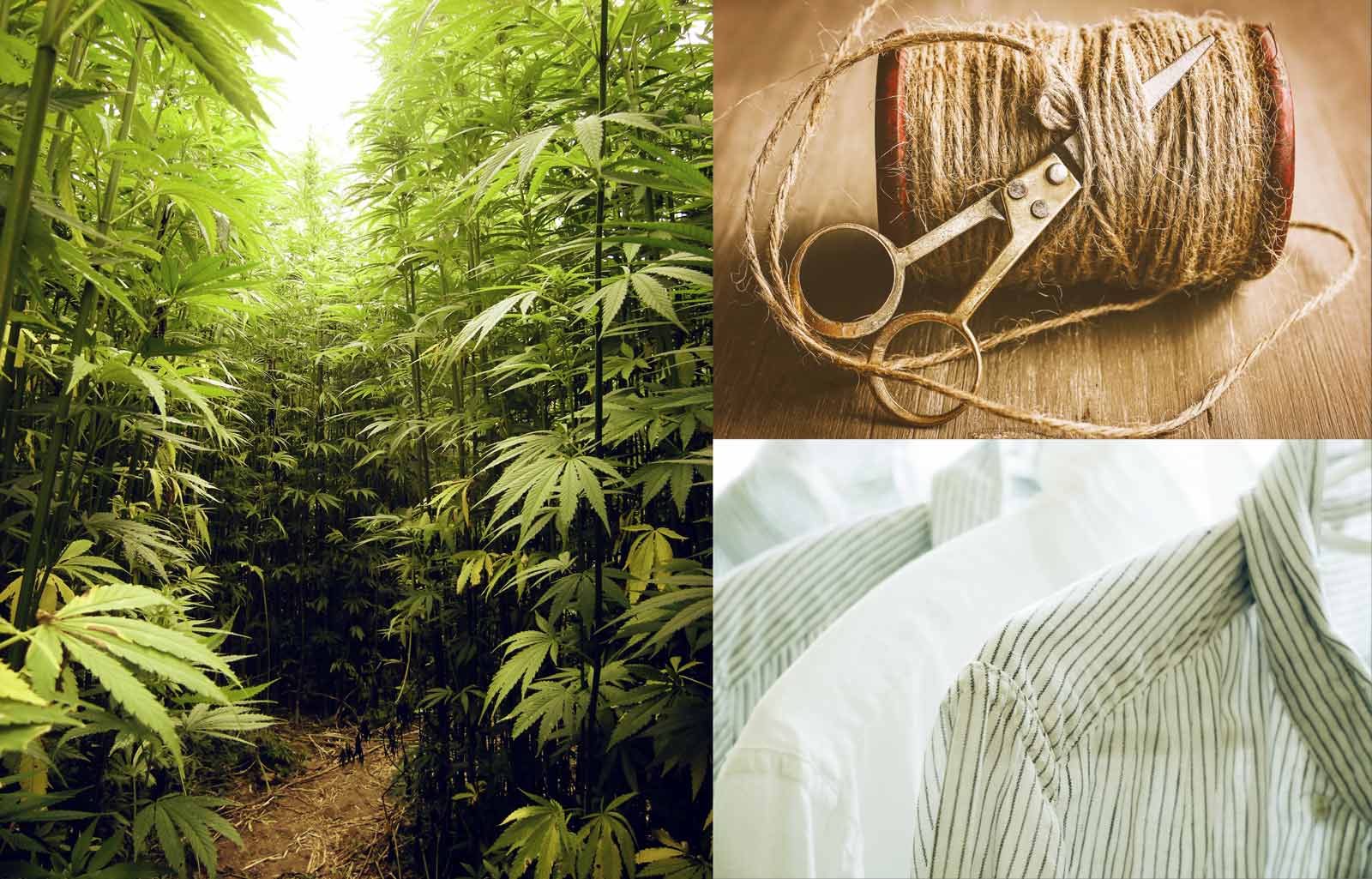 What the New US Farm Bill Means for Hemp Apparel