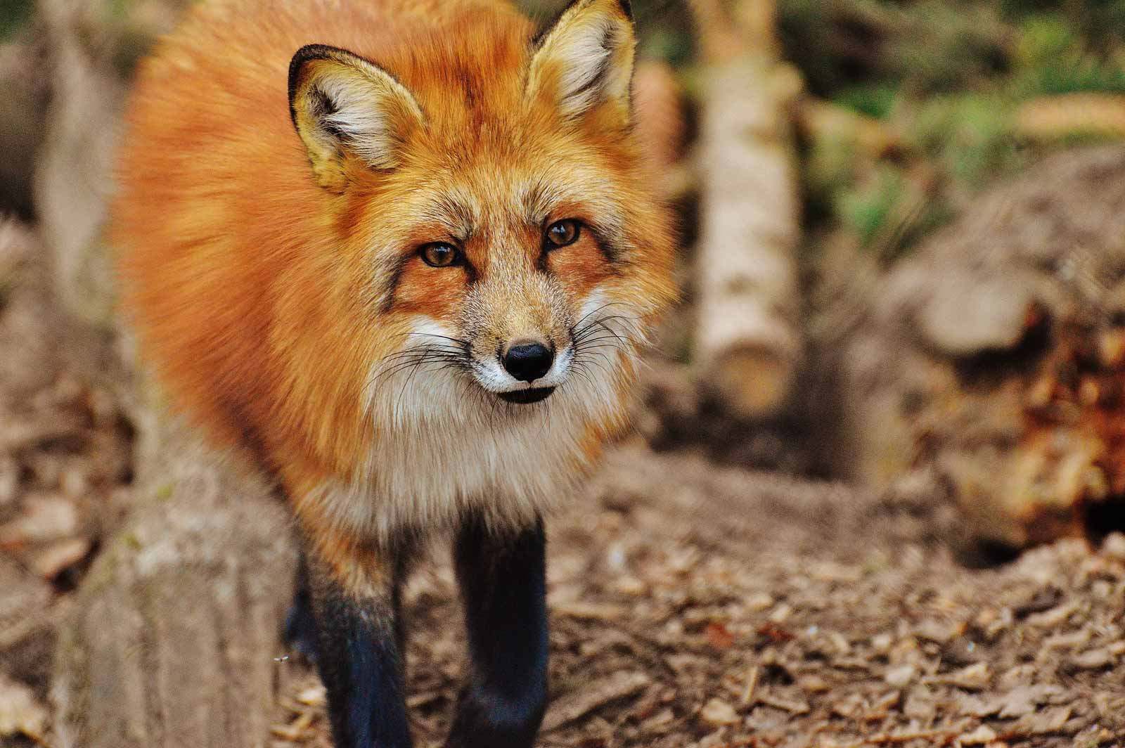 Wildlife Corridors: A Hopeful Antidote to Mass Extinction