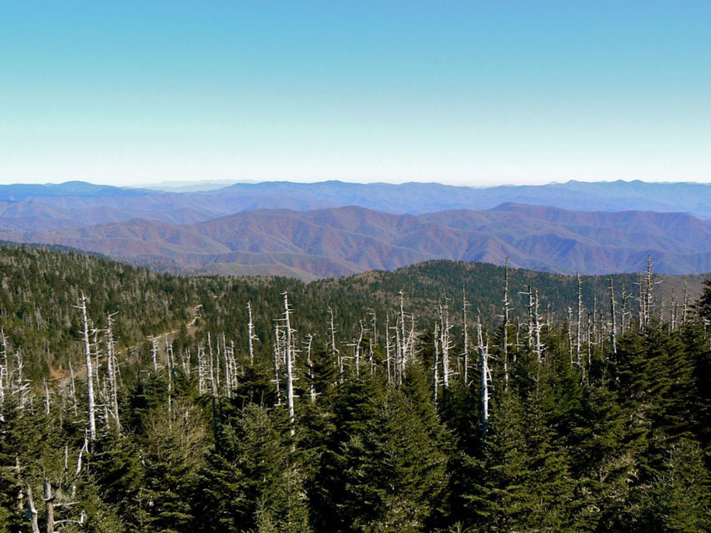 Tree Species Struggle to Adapt to Climate Change