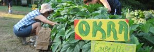 Harvesting-okra-558x190