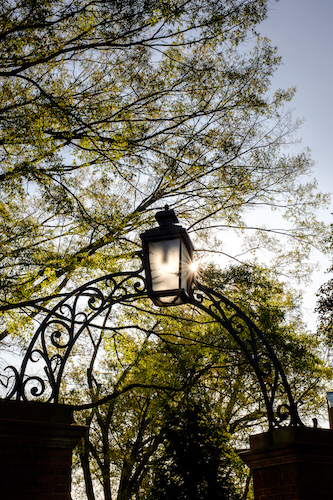 Ironwork arch and trees backlit by sun