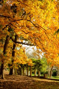 Fall leaves on the edge of Reynolda Gardens