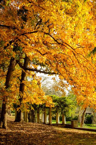 Fall leaves on the edge of Reynolda Gardens