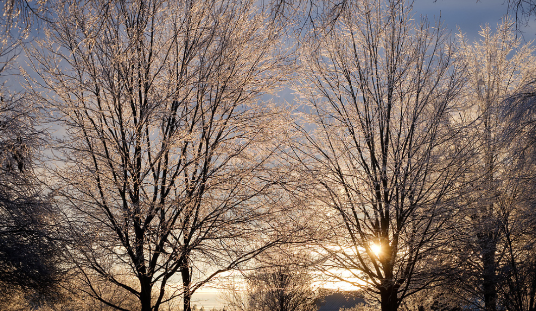 ice on trees