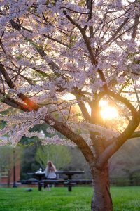 The setting sun lights up a cherry tree outside the library and a student sits studying at a picnic table