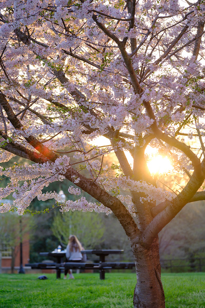 The setting sun lights up a cherry tree outside the library and a student sits studying at a picnic table