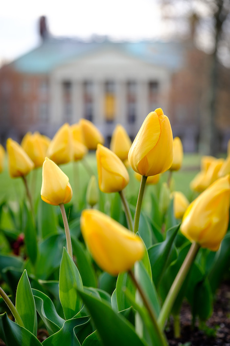 Close-up photo of yellow tulips with Reynolda Hall in the background