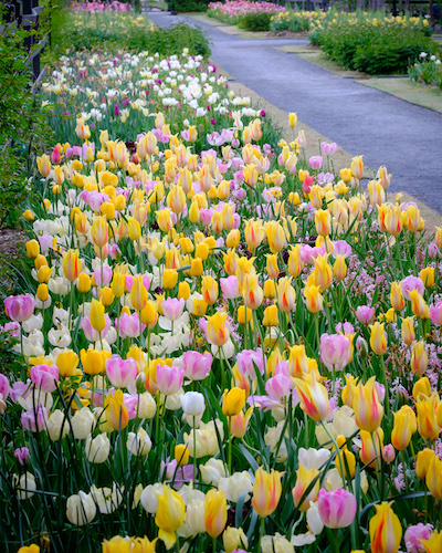 Rows of pink, white, and yellow tulips blooming in Reynolda Gardens