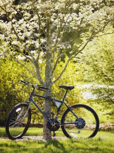 Blue bicycle leaning against a dogwood tree