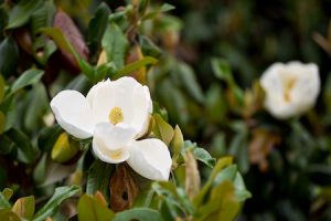 Close-up photo of blooming white magnolia flowers