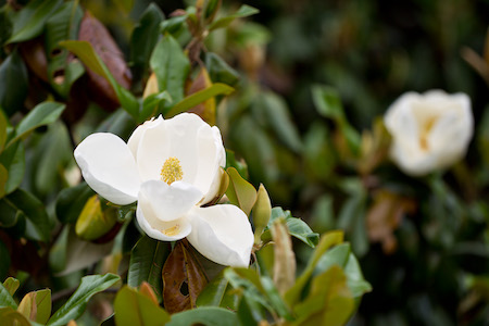 Close-up photo of blooming white magnolia flowers