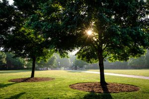 The sun rises behind trees lining Hearn Plaza