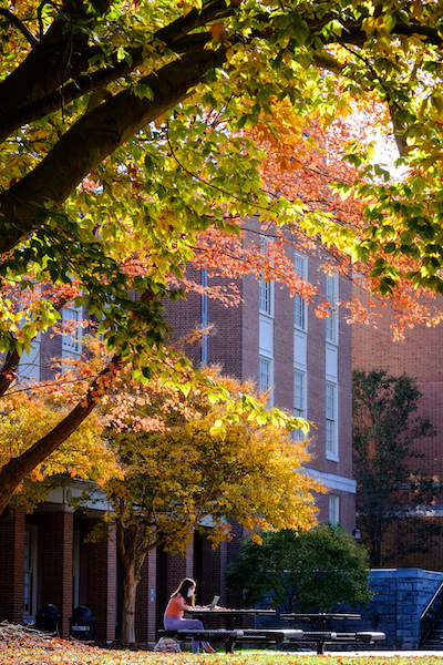 Photo of a student wearing a mask and working on a laptop while sitting at a black iron picnic table in the Tribble Courtyard. A large tree with autumn foliage is shown behind her.