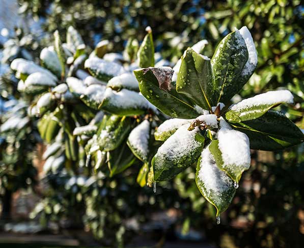 icy magnolia