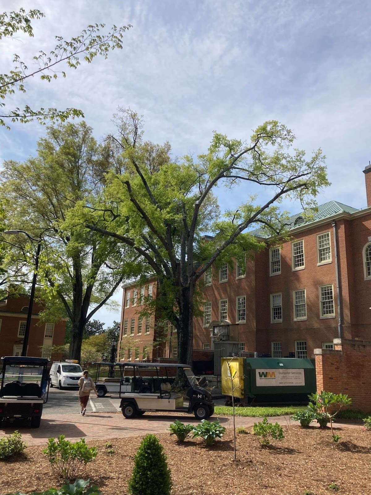 campus trees