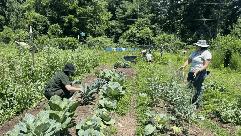 Garden cabbage
