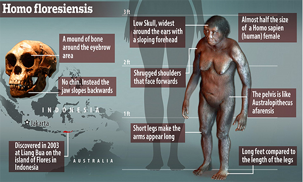 Homo floresiensis