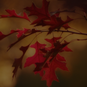 Fall Leaves